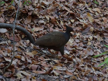 Orange-footed Scrubfowl リンチャ島, インドネシア Tue, 9/19/2017