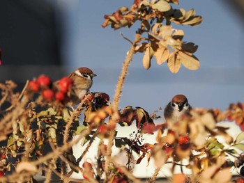 スズメ 福井ふたば公園(札幌市西区) 2023年12月3日(日)