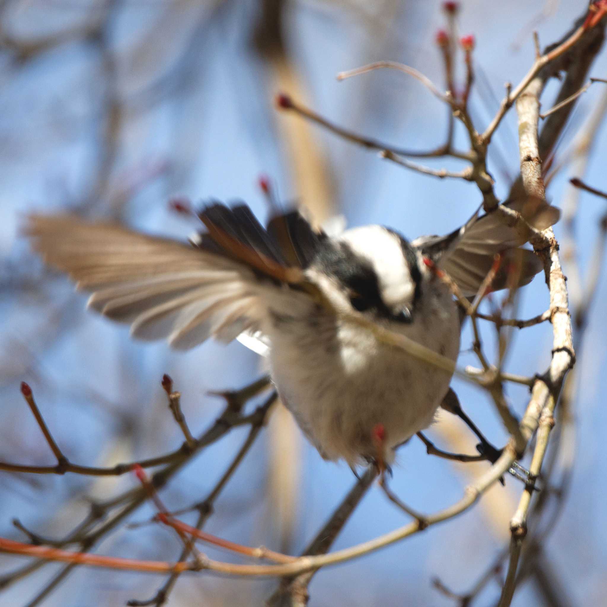 Photo of Long-tailed Tit at 岐阜公園 by herald