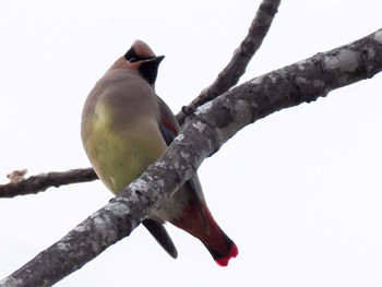 2023年12月3日(日) 左股川緑地(札幌市西区)の野鳥観察記録