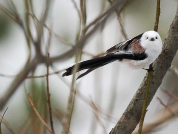 2023年12月3日(日) 盤渓川(盤渓2号橋〜盤沢砂防ダム付近)の野鳥観察記録