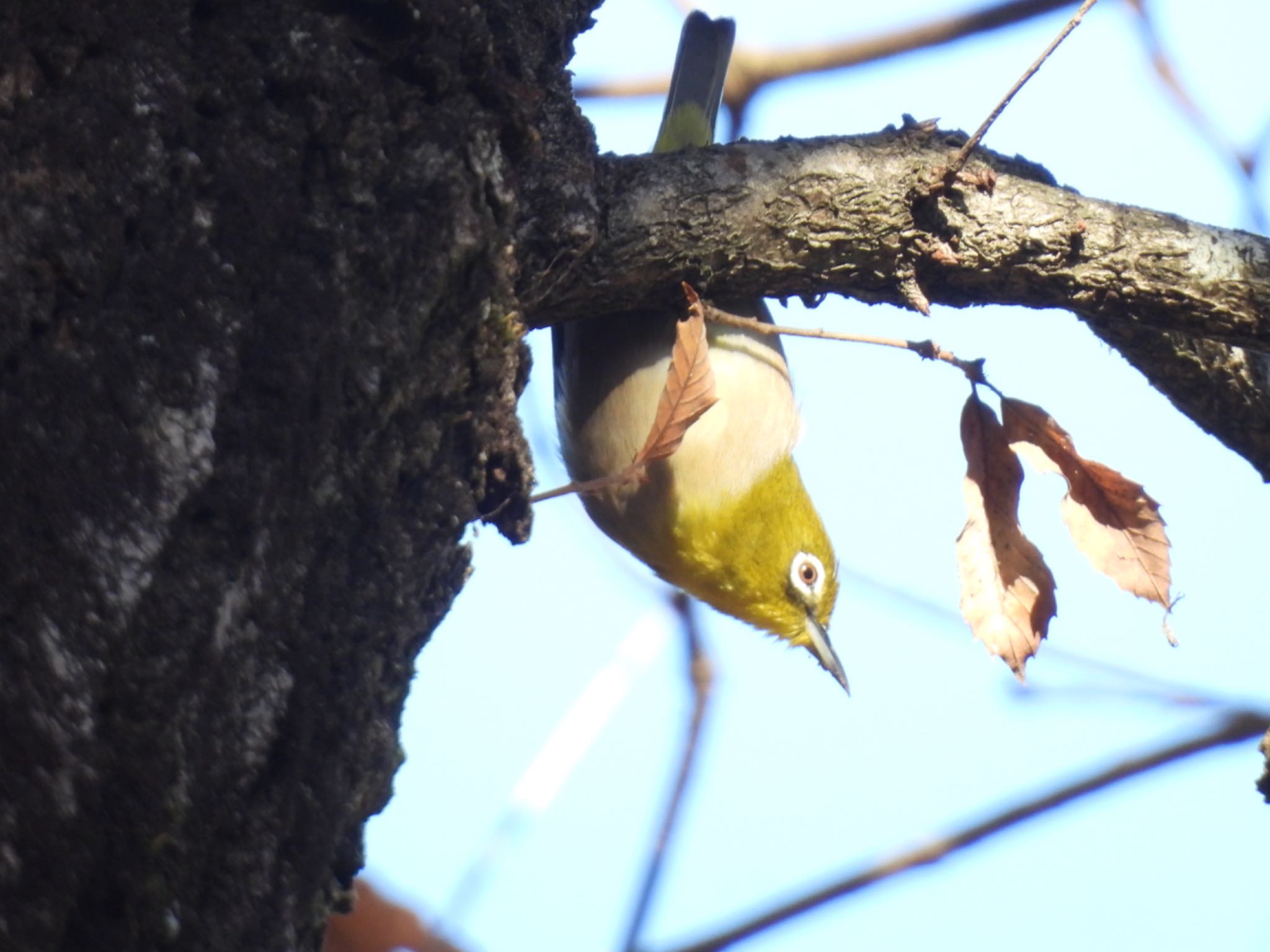 Photo of Warbling White-eye at 各務野自然遺産の森 by ちか