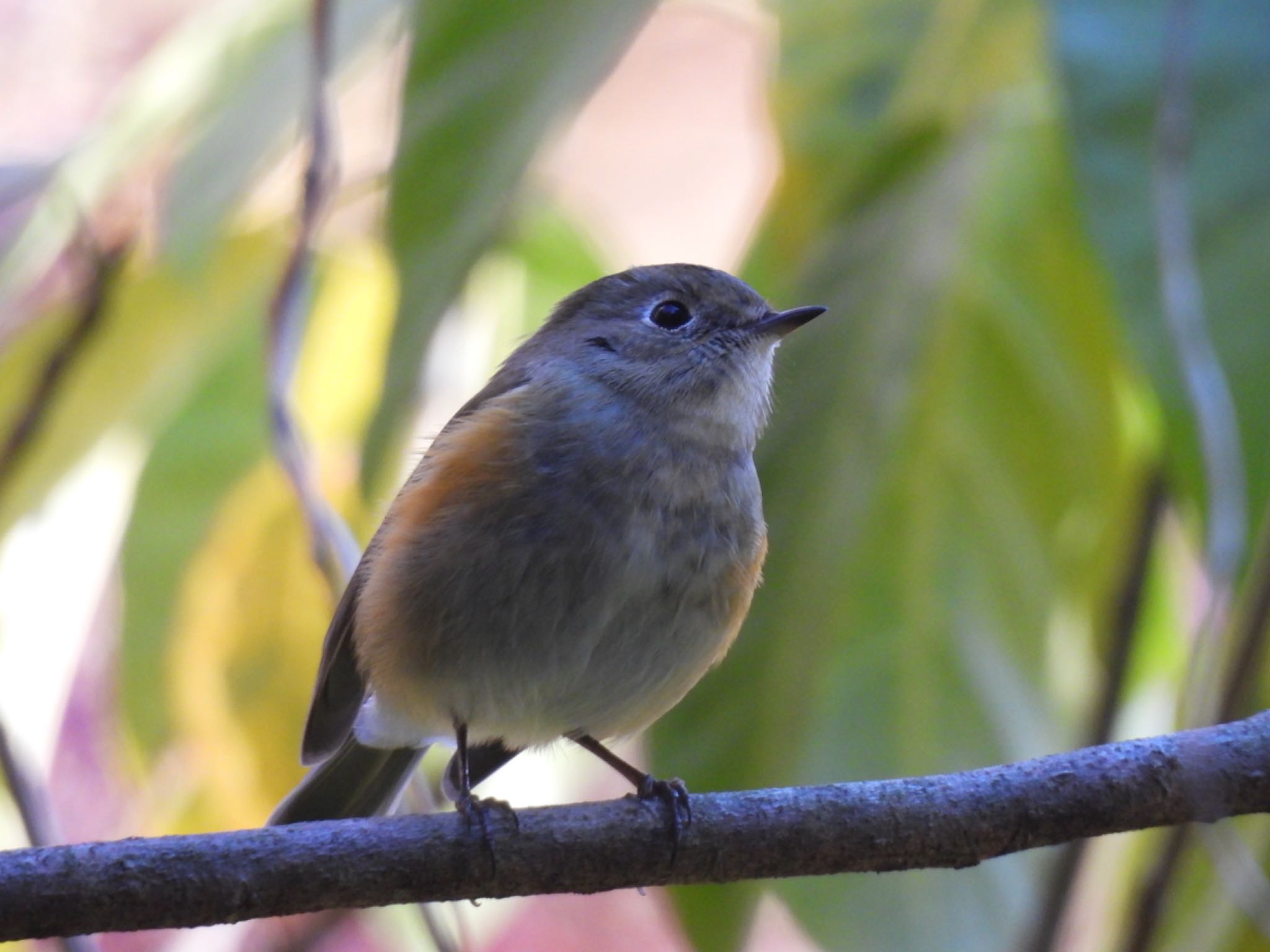 Photo of Red-flanked Bluetail at 各務野自然遺産の森 by ちか