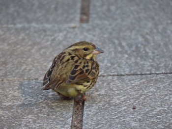 Masked Bunting 長池公園 Mon, 12/4/2023