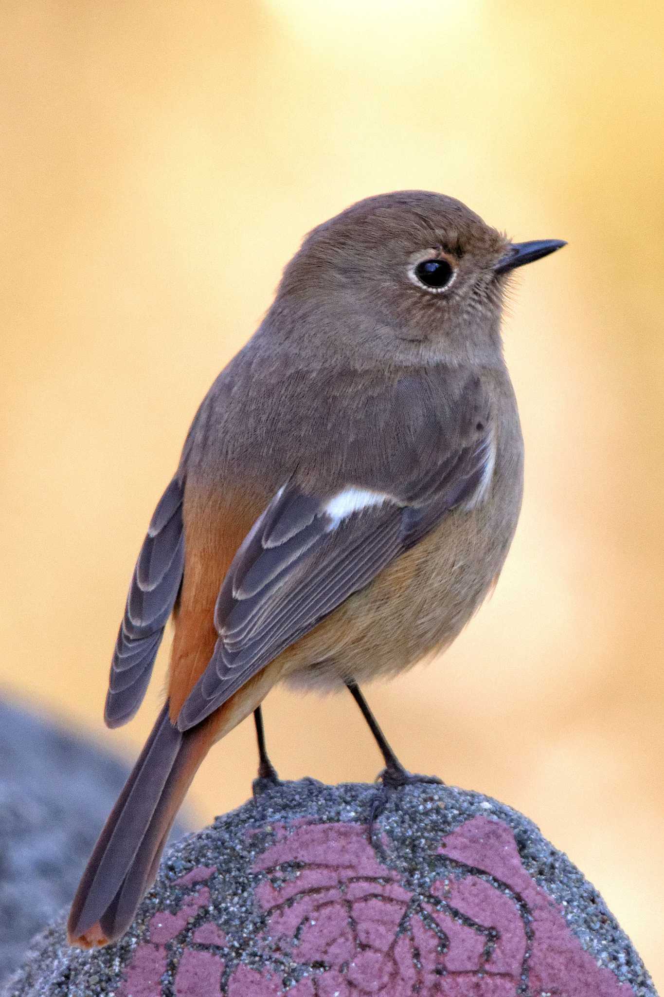 Daurian Redstart