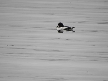 Common Goldeneye 豊頃町 湧洞 Tue, 11/28/2023