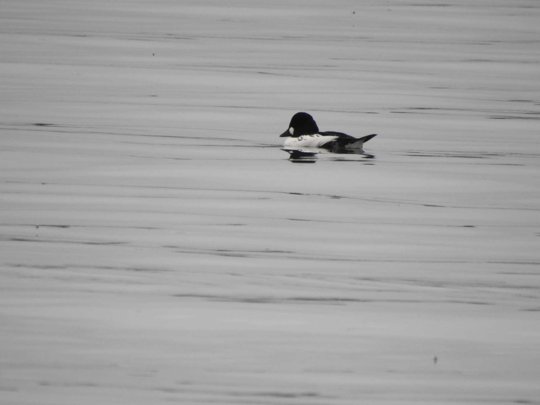 Common Goldeneye