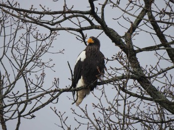 2023年11月28日(火) 豊頃町 湧洞の野鳥観察記録