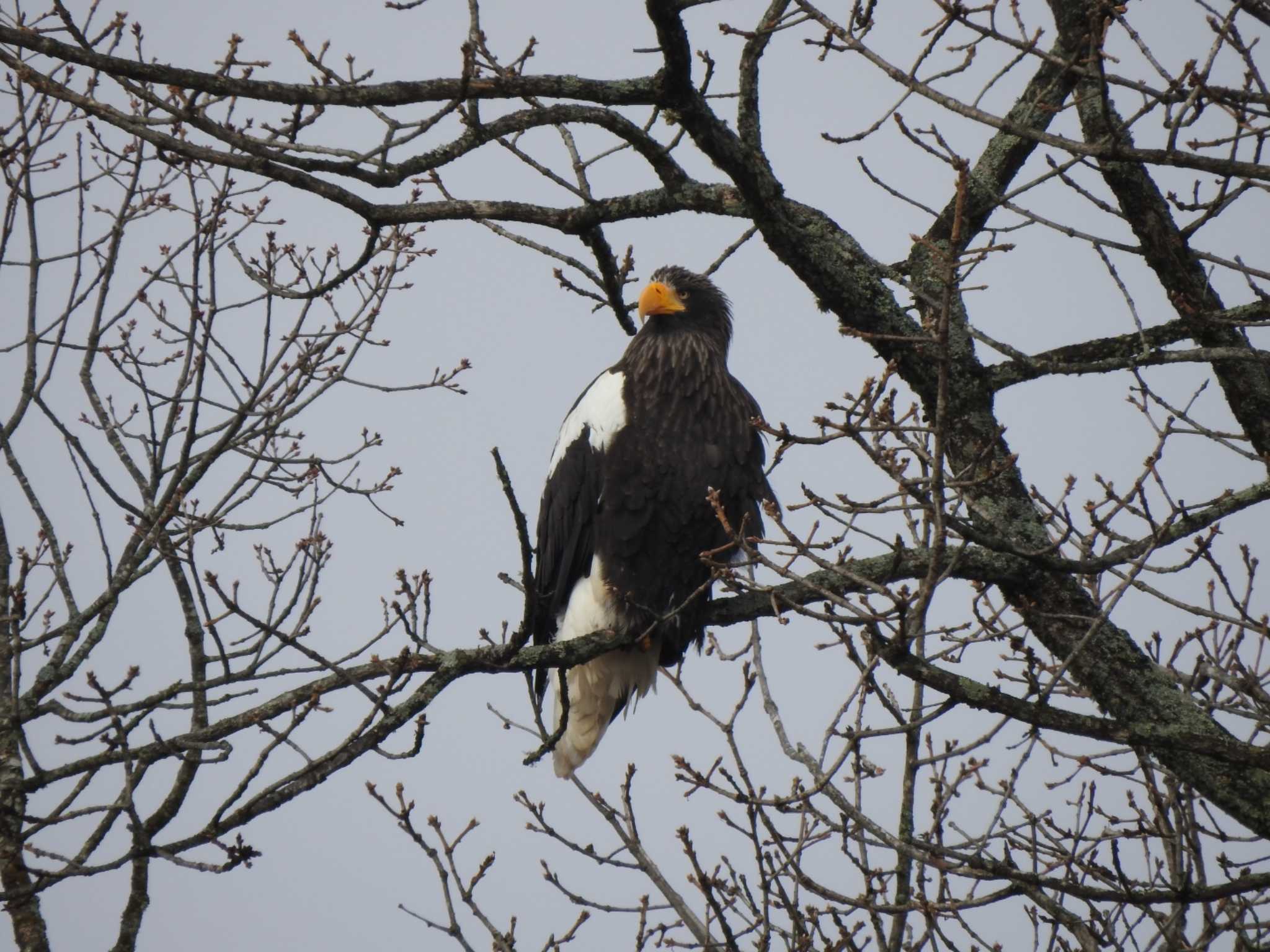 Steller's Sea Eagle