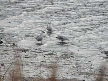 Black-headed Gull 豊頃町 湧洞 Tue, 11/28/2023