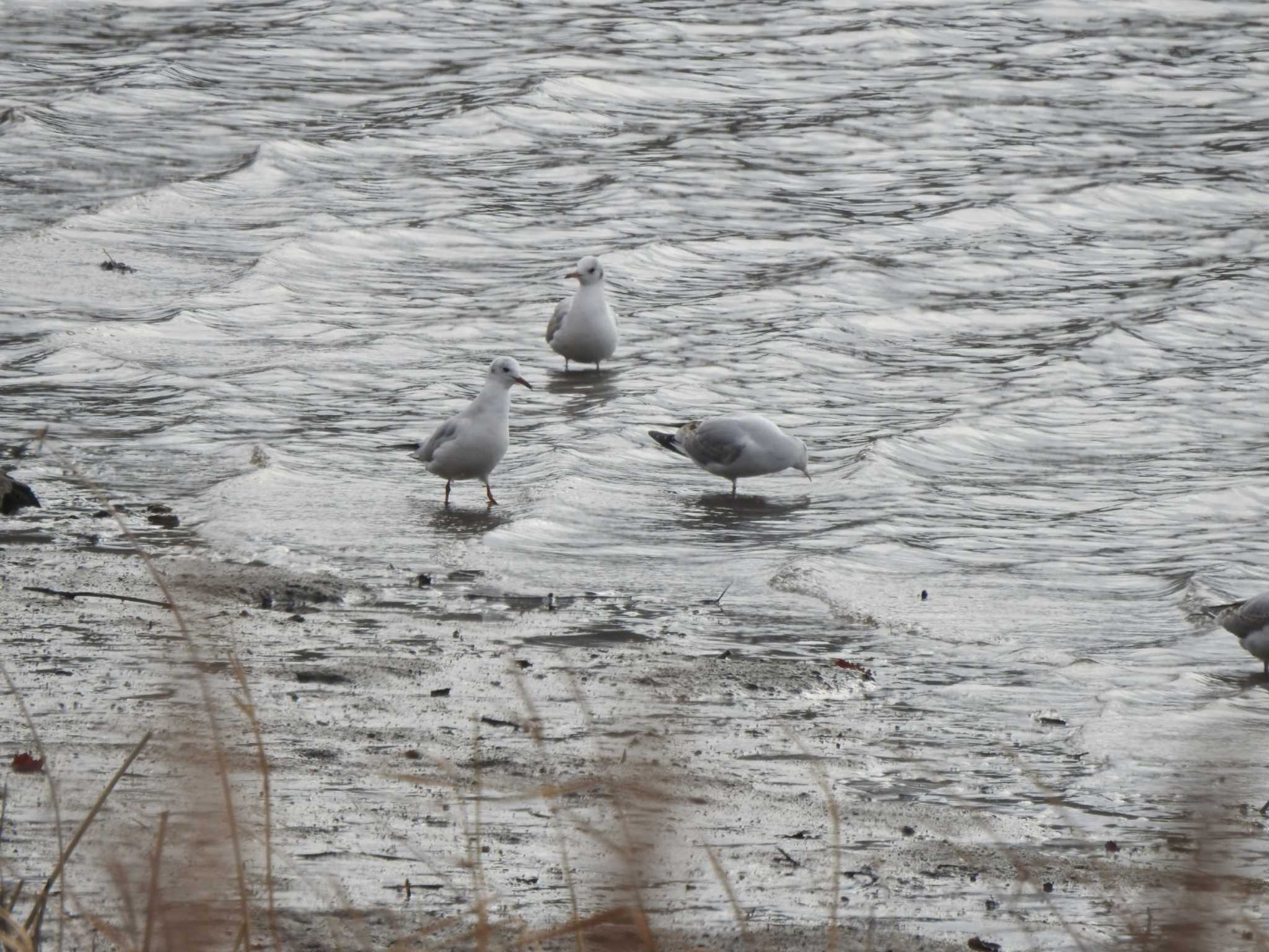 Black-headed Gull