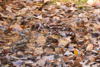 2023年12月4日(月) 代々木公園の野鳥観察記録