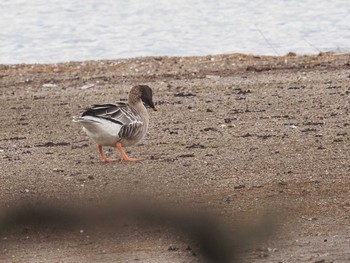 オオヒシクイ 湖北野鳥センター 2023年12月3日(日)