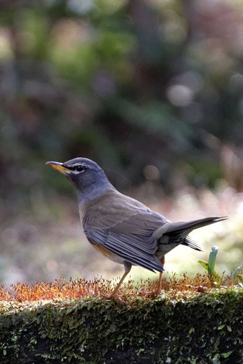 Sun, 2/21/2016 Birding report at 岐阜公園