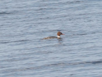 カワアイサ 湖北野鳥センター 2023年12月3日(日)