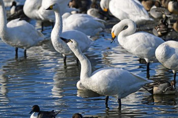 アメリカコハクチョウ 大沼(宮城県仙台市) 2023年12月3日(日)