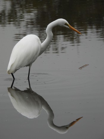 Great Egret 荒川河川敷 Sun, 11/26/2023