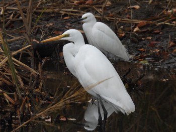 Little Egret 荒川河川敷 Sun, 11/26/2023