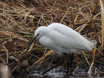 Little Egret 荒川河川敷 Sun, 11/26/2023