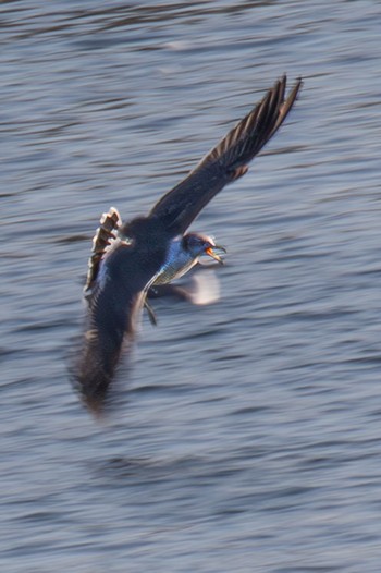 Black-tailed Gull 島田川河口(山口県) Mon, 12/4/2023