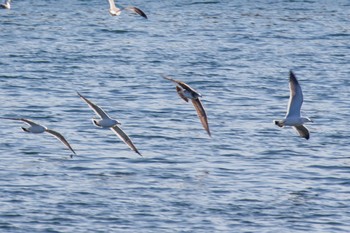 Black-tailed Gull 島田川河口(山口県) Mon, 12/4/2023