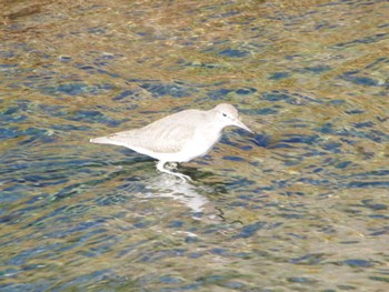 Common Sandpiper 境川遊水地公園 Sat, 12/2/2023