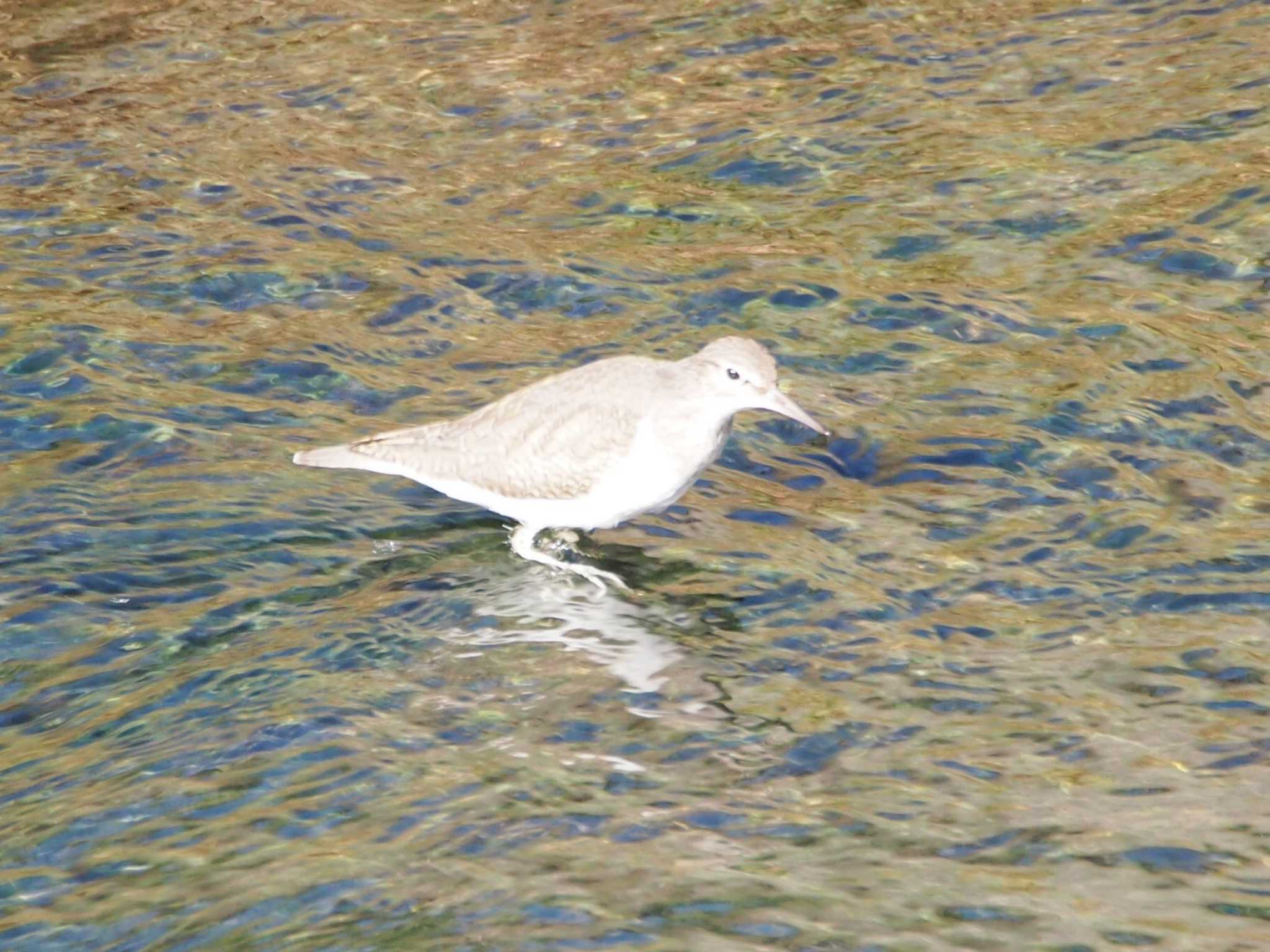 Photo of Common Sandpiper at 境川遊水地公園 by 塩昆布長