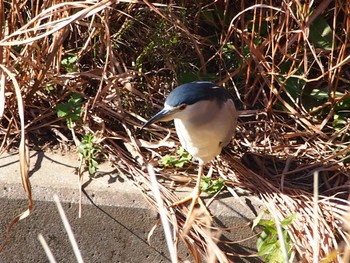 Black-crowned Night Heron 境川遊水地公園 Sat, 12/2/2023