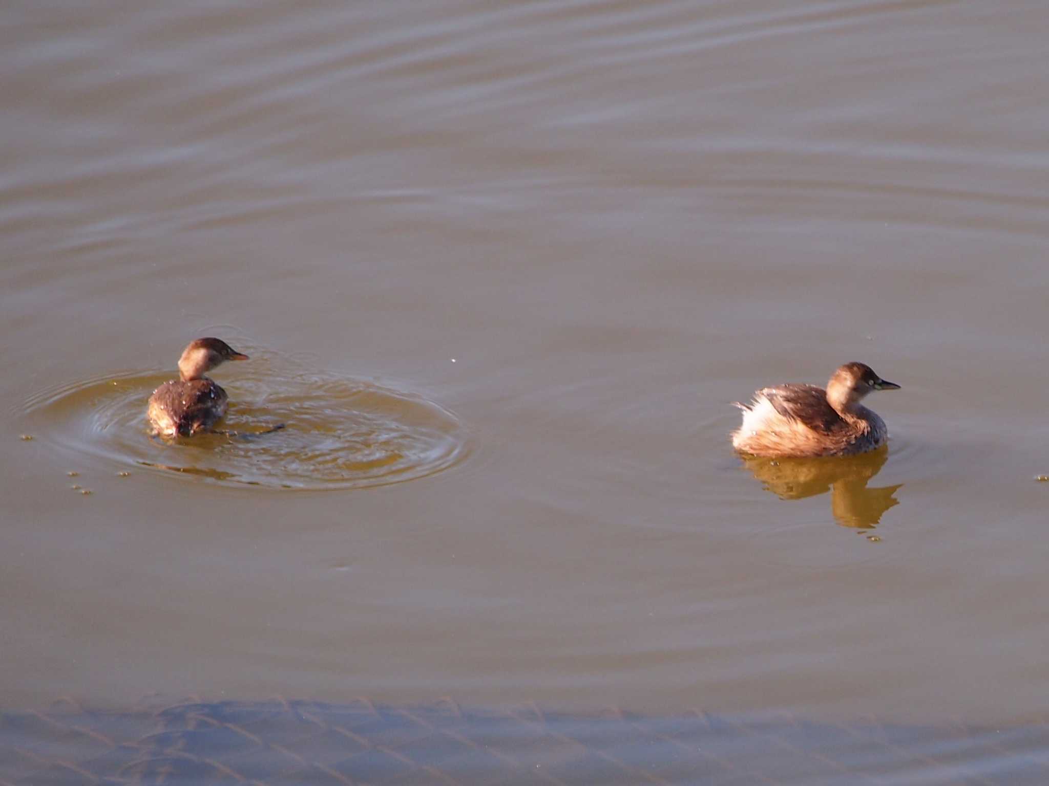 Photo of Little Grebe at 境川遊水地公園 by 塩昆布長