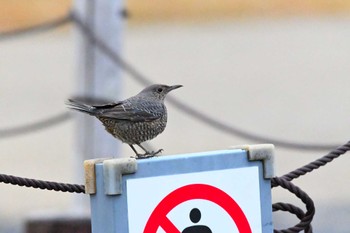 2023年12月3日(日) 平城宮跡の野鳥観察記録