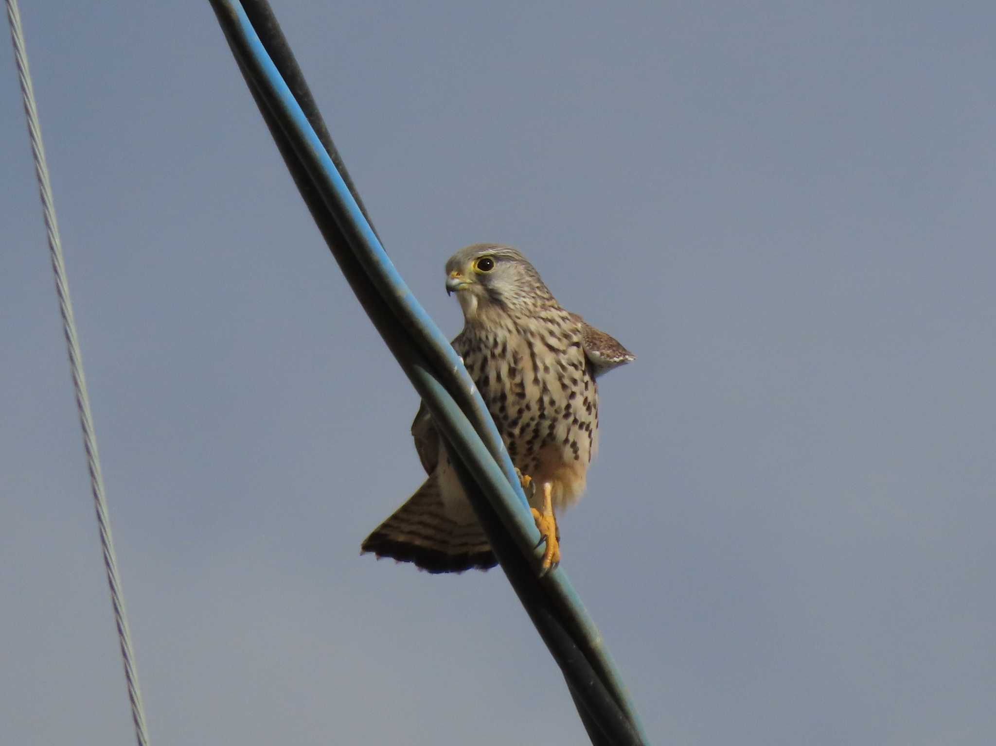 Common Kestrel