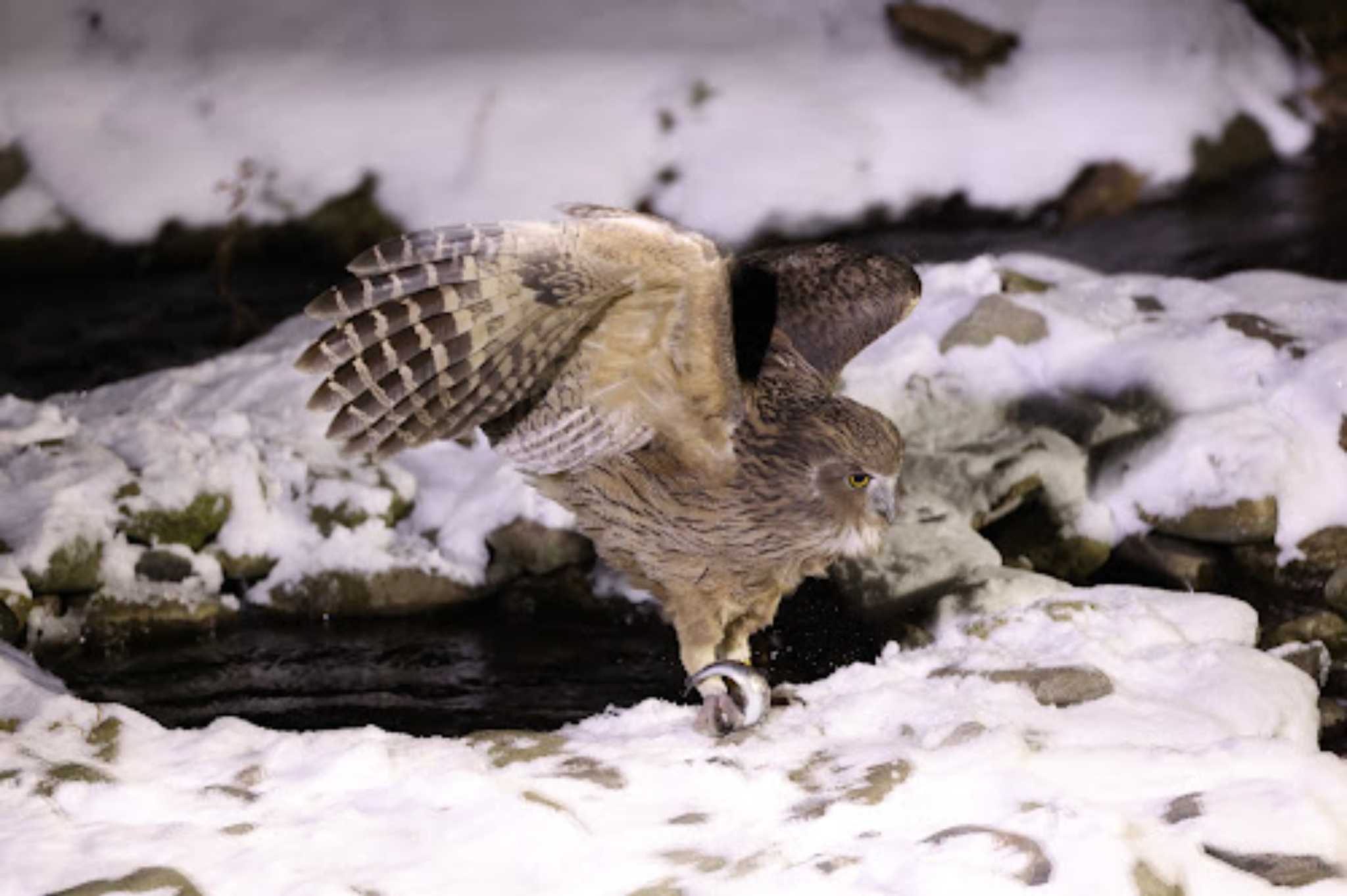 Photo of Blakiston's Fish Owl at 知床半島 by ducati888