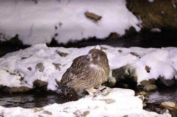 Blakiston's Fish Owl 知床半島 Sat, 12/2/2023