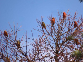 Sun, 12/3/2023 Birding report at 岡谷林道