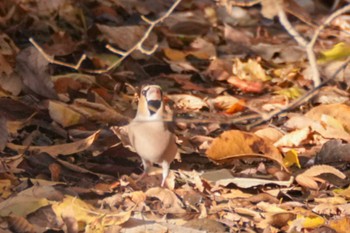 シメ 代々木公園 2023年12月4日(月)