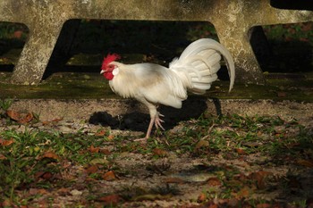 Red Junglefowl Pasir Ris Park (Singapore) Sat, 3/18/2023