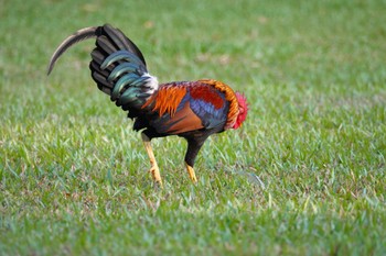 Red Junglefowl Pasir Ris Park (Singapore) Sat, 3/18/2023