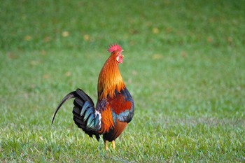 Red Junglefowl Pasir Ris Park (Singapore) Sat, 3/18/2023