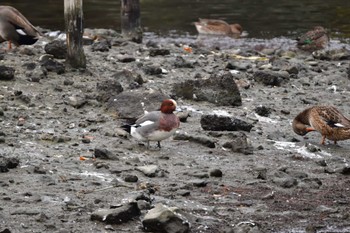 Eurasian Wigeon Nagahama Park Tue, 12/5/2023