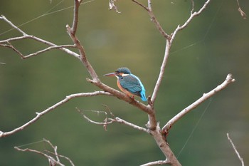 カワセミ 長浜公園 2023年12月5日(火)