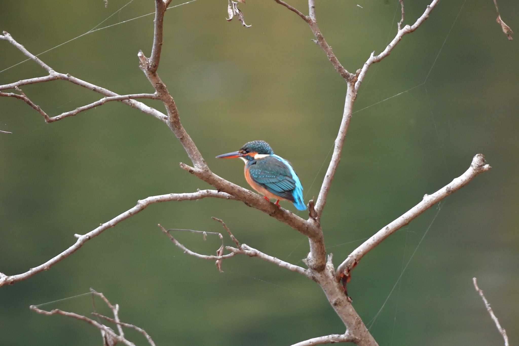 Photo of Common Kingfisher at Nagahama Park by やなさん