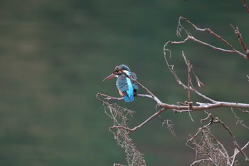 Common Kingfisher Nagahama Park Tue, 12/5/2023