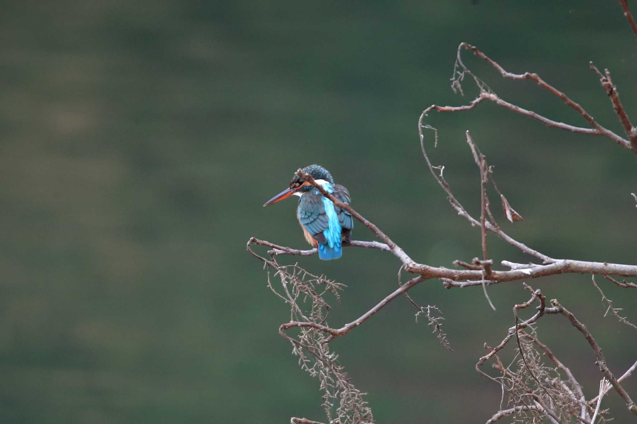 Common Kingfisher