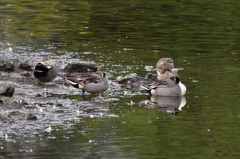 Northern Pintail Nagahama Park Tue, 12/5/2023