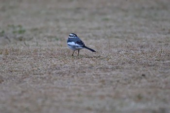 ハクセキレイ 長浜公園 2023年12月5日(火)