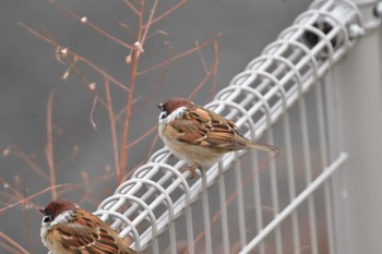 Eurasian Tree Sparrow Nagahama Park Tue, 12/5/2023