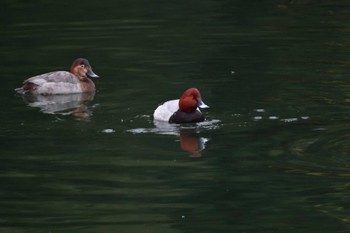 Common Pochard Nagahama Park Tue, 12/5/2023