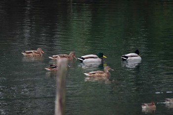 マガモ 長浜公園 2023年12月5日(火)