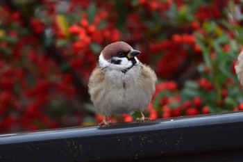 スズメ 長浜公園 2023年12月5日(火)