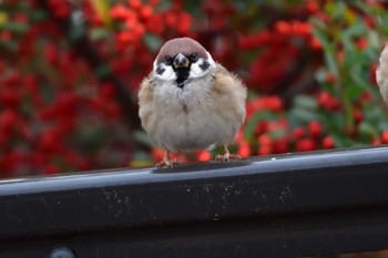 スズメ 長浜公園 2023年12月5日(火)